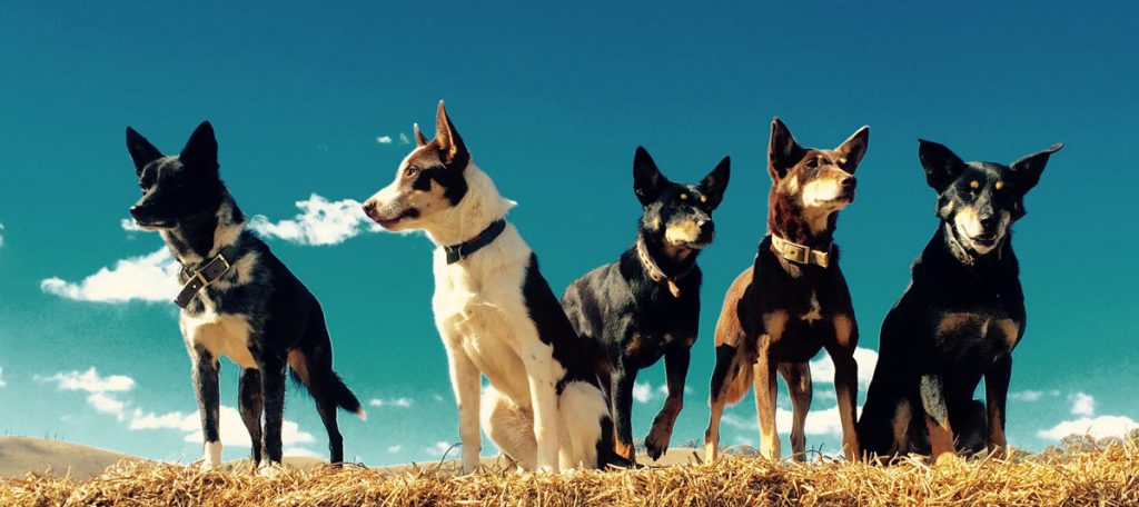McNair Shirts – Sheep dogs in Australia